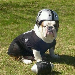 What Dog Breed Am I? 