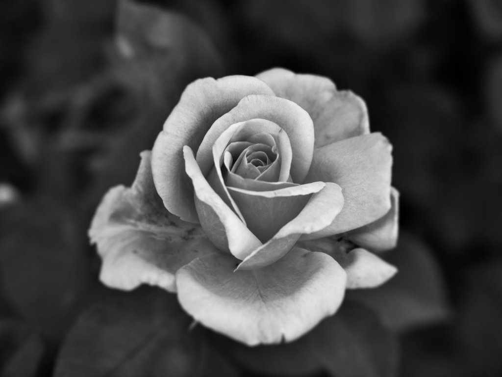 What Dog Am I? Black and white rose