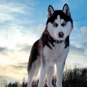 🐕 Help These Celebrities Adopt a Dog to Find Out Who Your Celeb BFF Is Siberian Husky