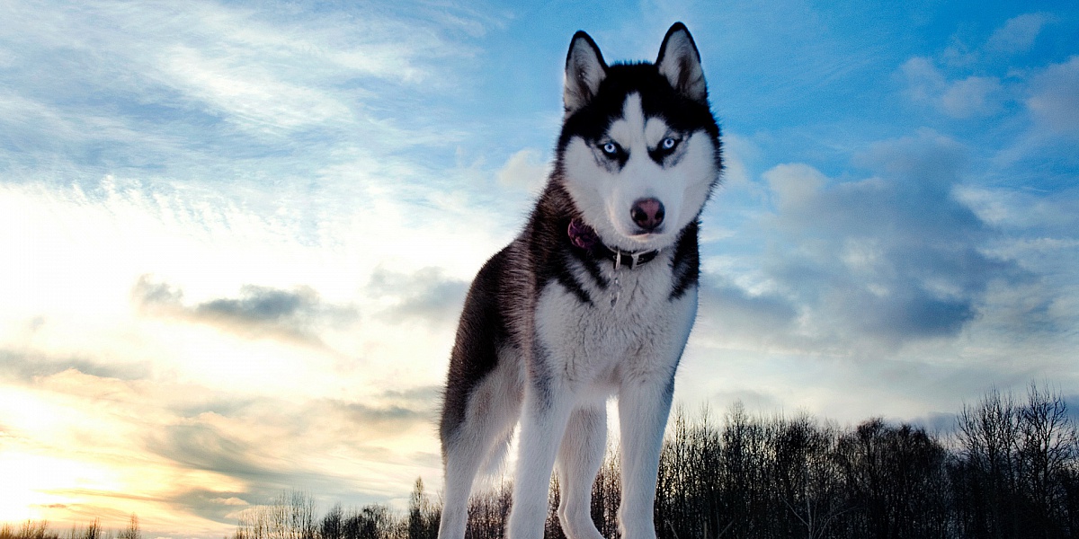 🐶 I Bet You Can’t Spell the Names of 10/20 of These Dog Breeds Siberian husky