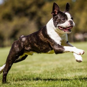 Dog Personality Quiz 🐶: What Wild Animal Are You? 🦁 Boston Terrier