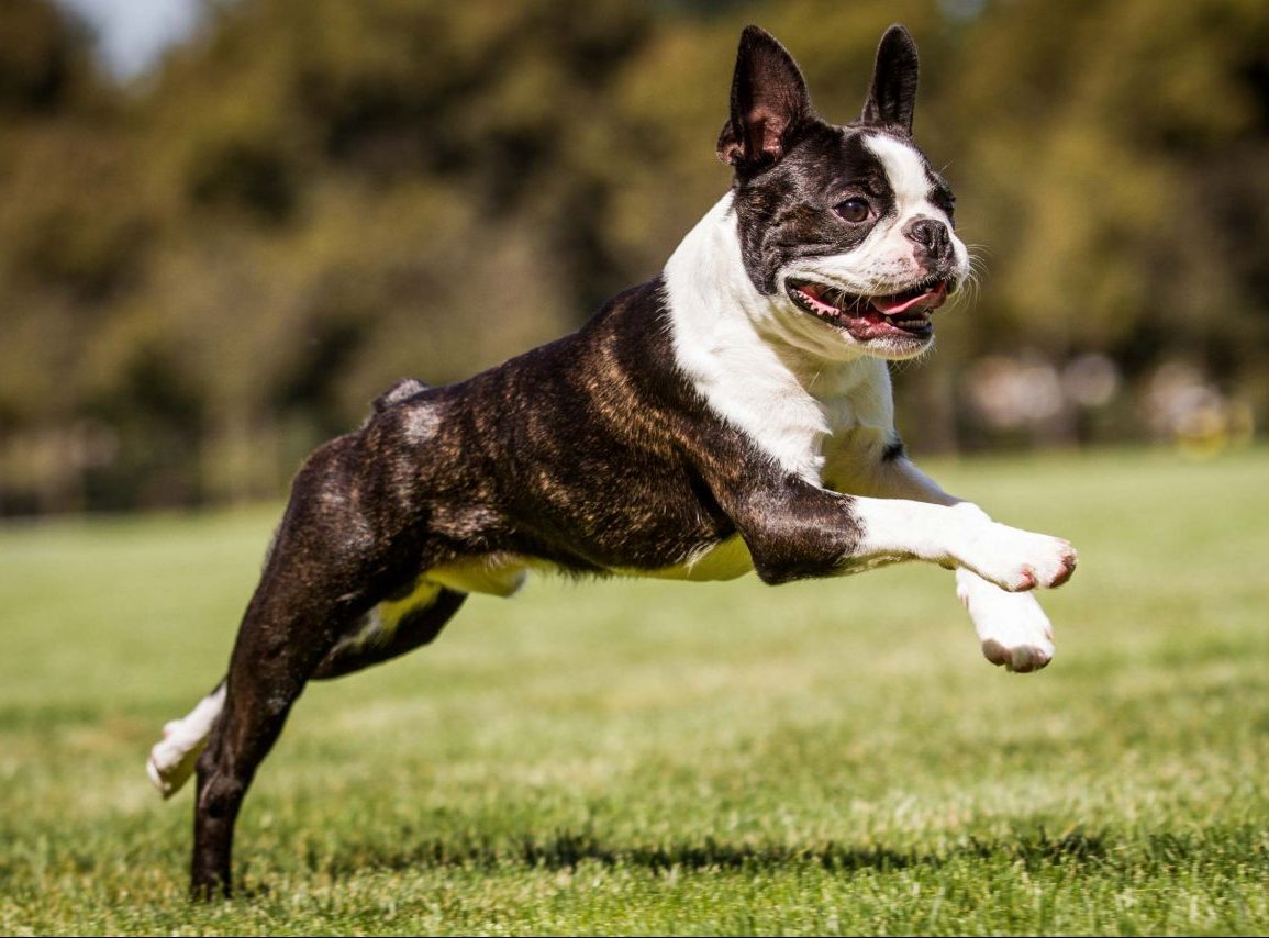 🐻 Can You Identify These US States Based on Their Official Animals? Boston Terrier