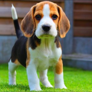 What Deadly Sin Am I? Quiz Beagle