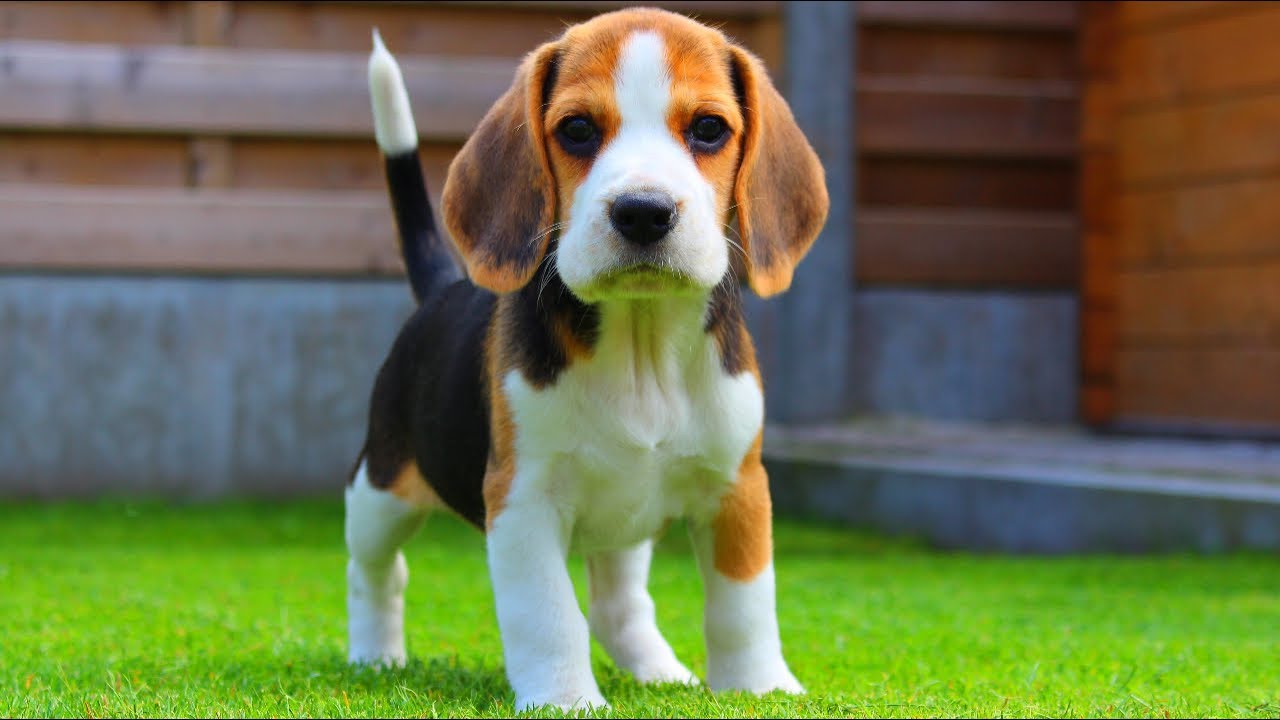 This 🐕 Dog Breeds Quiz May Be a Liiiittle Challenging, But Let’s See If You Can Score 15/20 Beagle