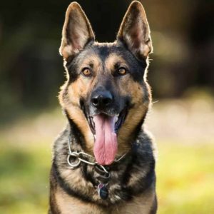 🐶 Pick Your Favorite Dog Breeds and We’ll Tell You Your Personality German Shepherd