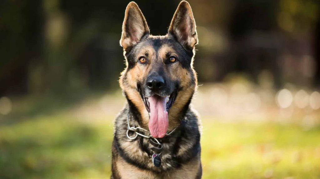 You got: German Shepherd! What Dog Breed Are You? 🐶