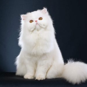 Which Iconic Royal Were You In A Past Life? Quiz Cat