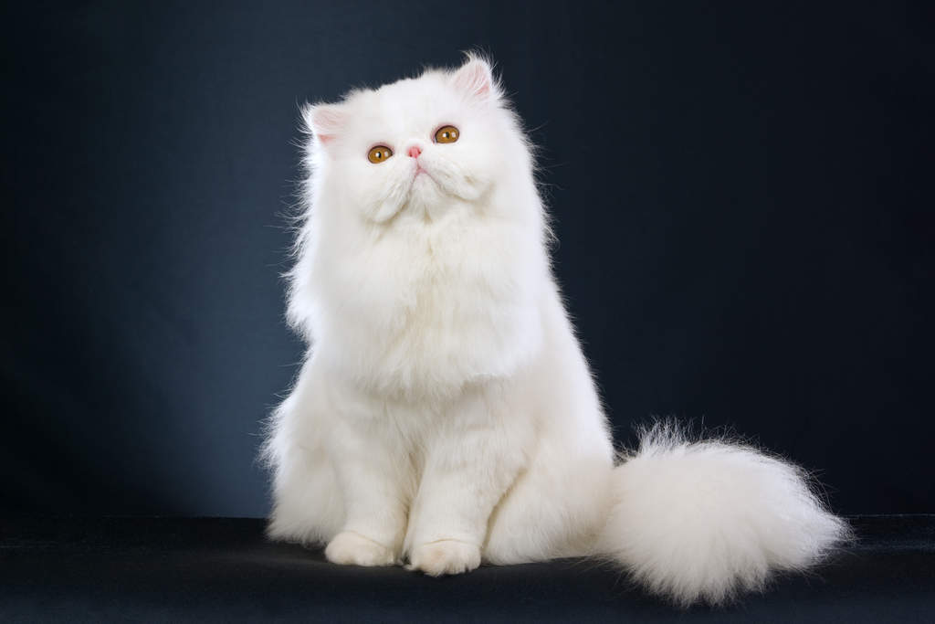 You got: Persian! What Cat Breed Are You? 😸