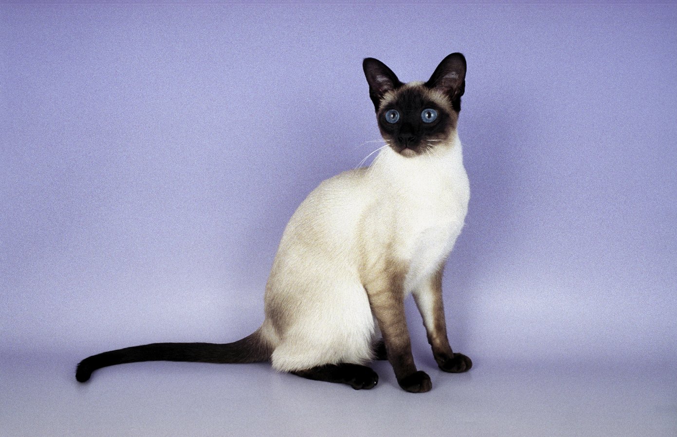22 Questions & Answers From Chernobyl To Penicillin Trivia Quiz Siamese cat
