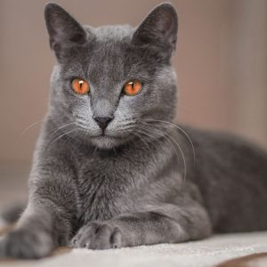 Plan Cozy Snow Day To Know Which Winter Comfort Food Yo… Quiz My cat