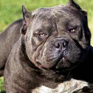 What Cat Breed Am I? Quiz 