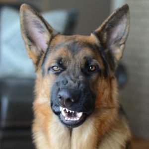 What Cat Breed Am I? Quiz 