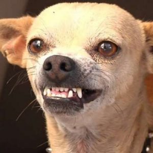 What Cat Breed Am I? Quiz 