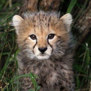 What Cat Breed Am I? Quiz Cheetah