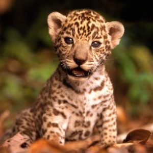 What Cat Breed Am I? Quiz Leopard