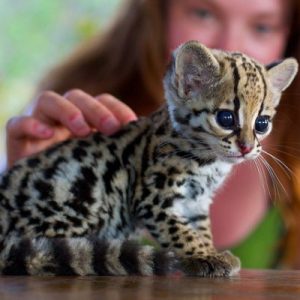 What Cat Breed Am I? Quiz Jaguar