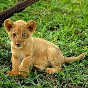 What Cat Breed Am I? Quiz Lion
