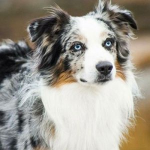 Can We Accurately Guess Your Zodiac Element Just by the Team of Animals You Build? Australian Shepherd