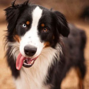 🐶 Pick Your Favorite Dog Breeds and We’ll Tell You Your Personality Australian Shepherd