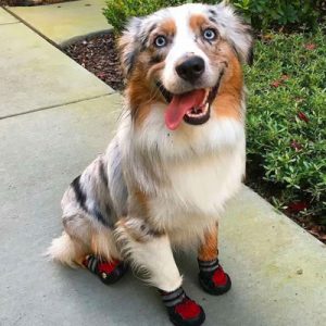 Choose Some Dogs & We'll Reveal What You Need In A Man Quiz 