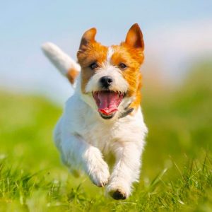 🐶 Pick Your Favorite Dog Breeds and We’ll Tell You Your Personality Jack Russell Terrier