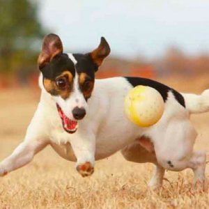 This Random Knowledge Quiz Is 20% Harder Than Most — Can You Pass It? Jack Russell Terrier