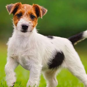 Choose Some Dogs & We'll Reveal What You Need In A Man Quiz 
