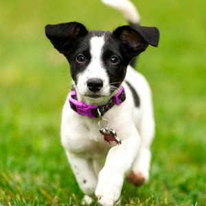 Choose Some Dogs & We'll Reveal What You Need In A Man Quiz 