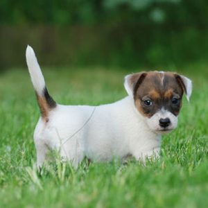 Choose Some Dogs & We'll Reveal What You Need In A Man Quiz 