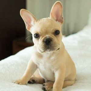 Choose Some Dogs & We'll Reveal What You Need In A Man Quiz 