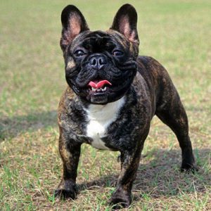 Choose Some Dogs & We'll Reveal What You Need In A Man Quiz 