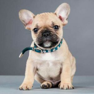 Choose Some Dogs & We'll Reveal What You Need In A Man Quiz 