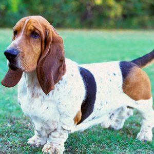 Choose Some Dogs & We'll Reveal What You Need In A Man Quiz 