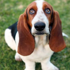 Choose Some Dogs & We'll Reveal What You Need In A Man Quiz 