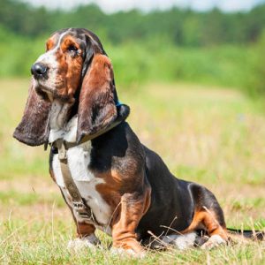 Choose Some Dogs & We'll Reveal What You Need In A Man Quiz 
