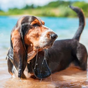 Choose Some Dogs & We'll Reveal What You Need In A Man Quiz 