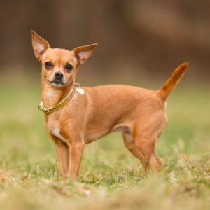 Choose Some Dogs & We'll Reveal What You Need In A Man Quiz 