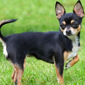 Choose Some Dogs & We'll Reveal What You Need In A Man Quiz 