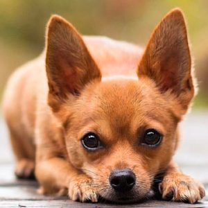 Choose Some Dogs & We'll Reveal What You Need In A Man Quiz 