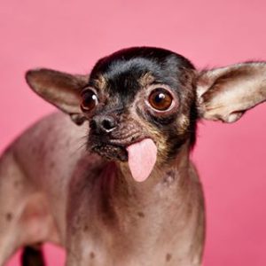 Choose Some Dogs & We'll Reveal What You Need In A Man Quiz 