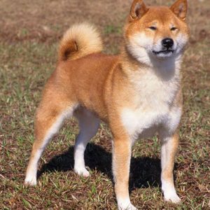 Choose Some Dogs & We'll Reveal What You Need In A Man Quiz 