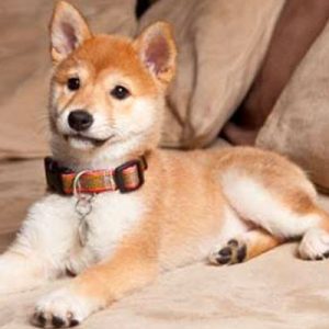 Choose Some Dogs & We'll Reveal What You Need In A Man Quiz 
