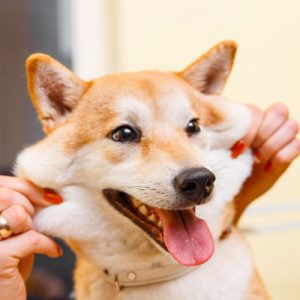 Choose Some Dogs & We'll Reveal What You Need In A Man Quiz 