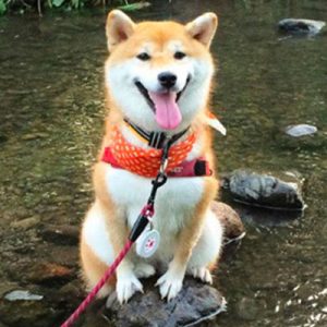 🐕 Help These Celebrities Adopt a Dog to Find Out Who Your Celeb BFF Is Shiba Inu