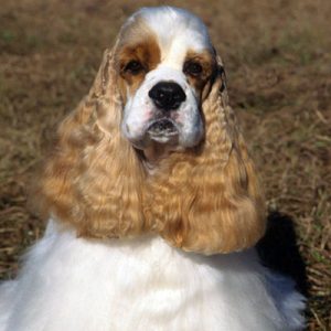 Choose Some Dogs & We'll Reveal What You Need In A Man Quiz 