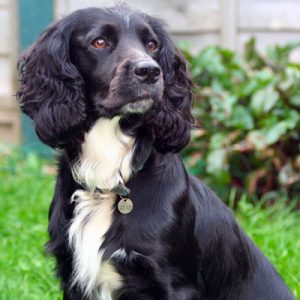 Choose Some Dogs & We'll Reveal What You Need In A Man Quiz 