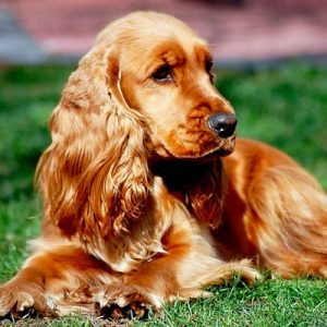 🐶 Pick Your Favorite Dog Breeds and We’ll Tell You Your Personality Cocker Spaniel