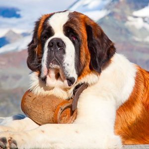 Choose Some Dogs & We'll Reveal What You Need In A Man Quiz 