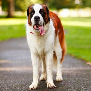 Choose Some Dogs & We'll Reveal What You Need In A Man Quiz 