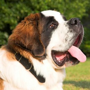 Choose Some Dogs & We'll Reveal What You Need In A Man Quiz 
